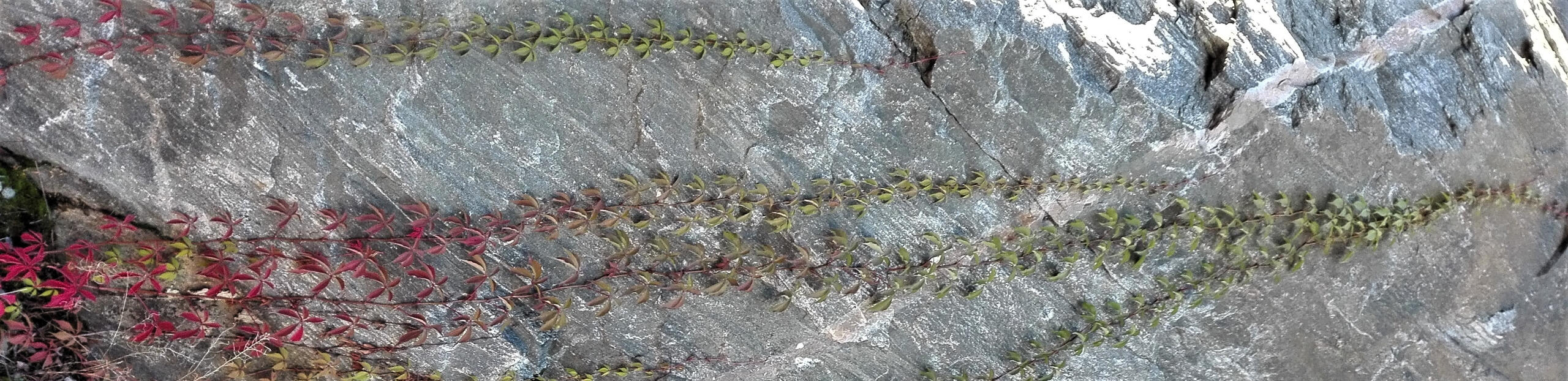 Psykoterapia puu Puu